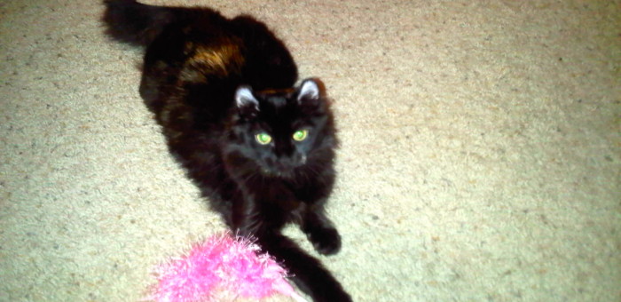 The Tale of Lola’s Tail