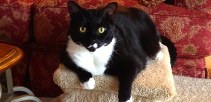 Mittens – Safe and Loved at Last!