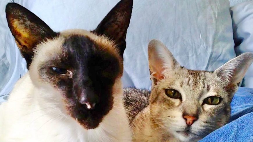 The Odd Couple – Elliot and Abigail