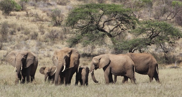 Talking to Elephants