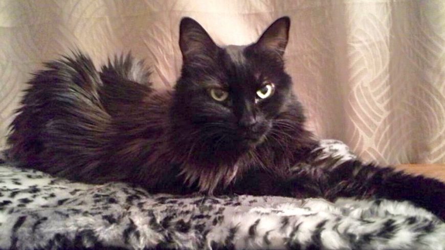 Laus: The Miracle Cat