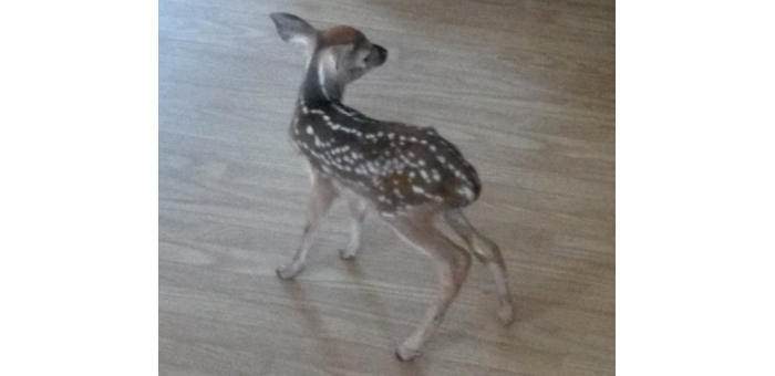 The Gift of the Fawn