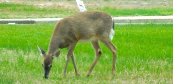 By the Side of the Road
