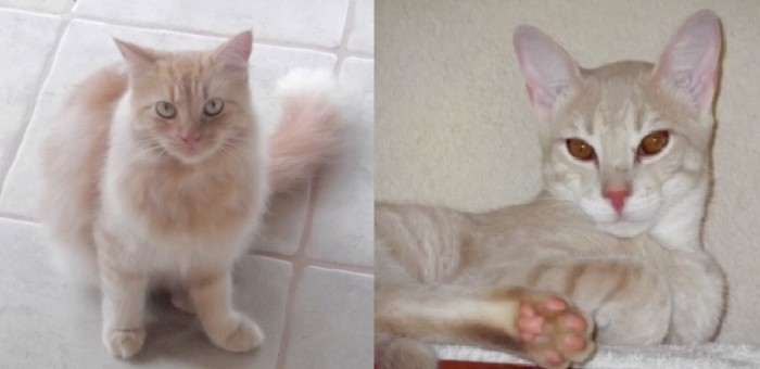 Rosie and Bentley:  Getting to Know You . . .