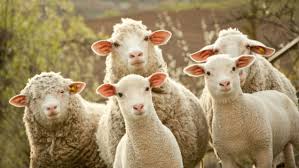 Animal Communication: Sheep Herding Made Easy