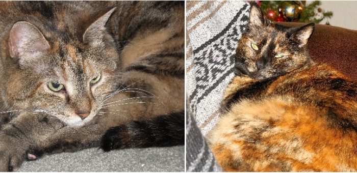 Fox and Julep: Life Choices