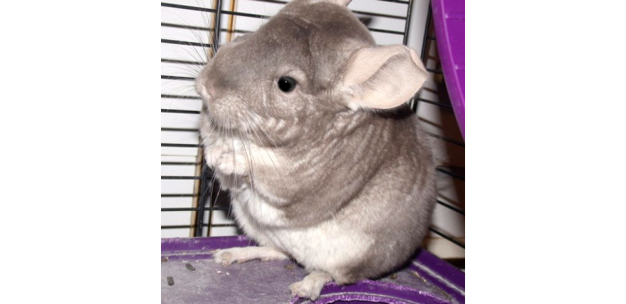 Morgan: The Grumpy Chinchilla