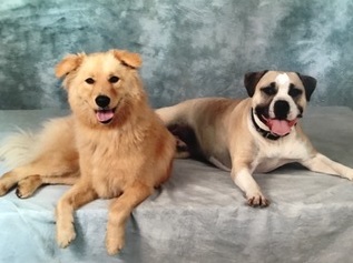 Buster And Sophie: Always Together