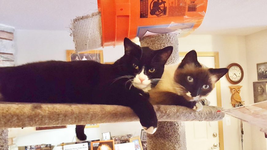 KitKat and Shadow:  Kids Aren’t Always Easy to Live With!