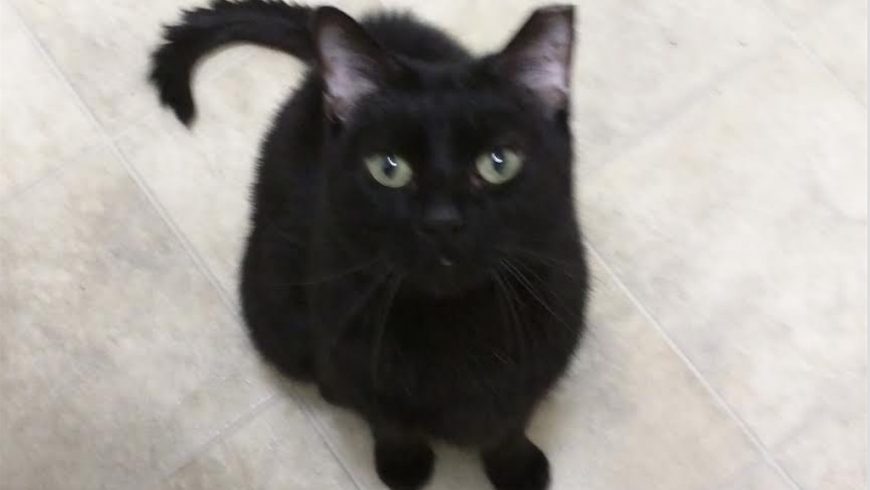 Midnight:  Not a Fan of Fans